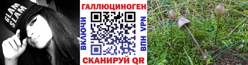 Псилоцибиновые грибы Cubensis  Дальнегорск 